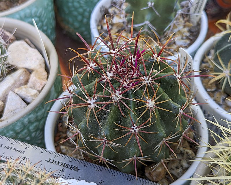 Ferocactus viridescens ssp occultii.jpg