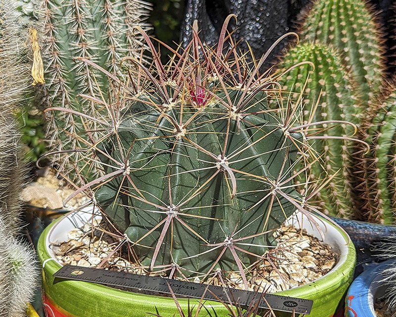 Ferocactus wislizenii.jpg