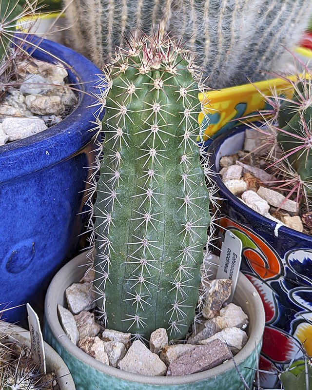 Echinocereus coccineus.jpg