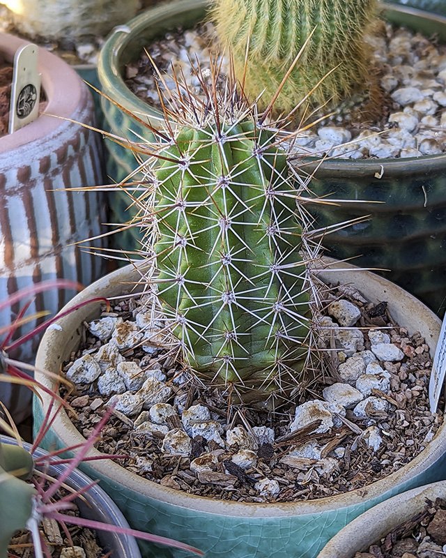 Echinocereus engelmannii.jpg