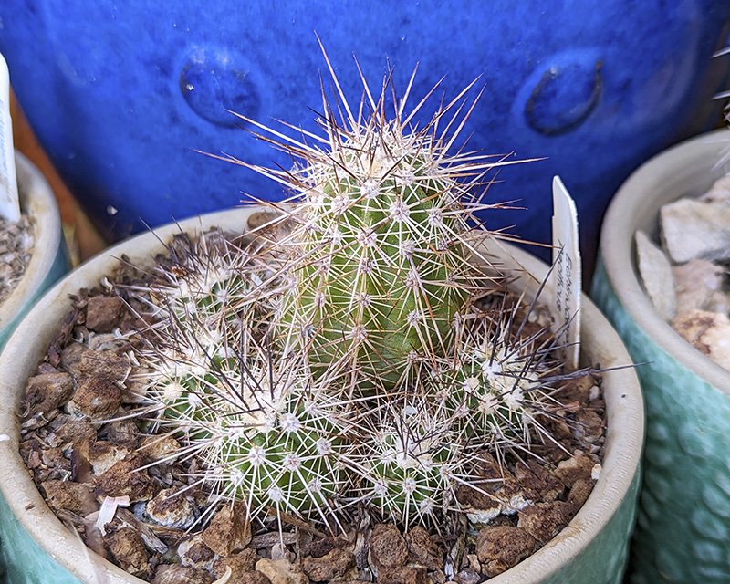 Echinocereus pacificus.jpg