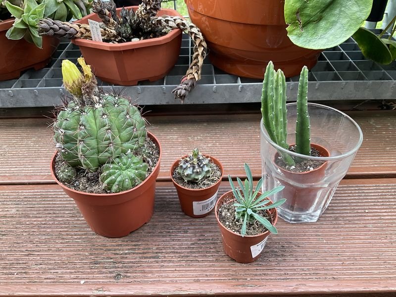 Those four joined me on my way home. Three had names attached to them, not so the non-cactus. From left to right: Parodia ottonis (ex Notocactus o.), Gymnocalycium anisitsii (ex G. damsii), a tiny green alien &amp; a small Stapelia gigantea secured in a glass.