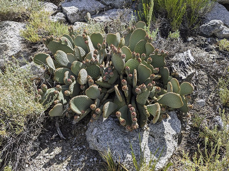 Opuntia basilaris.jpg