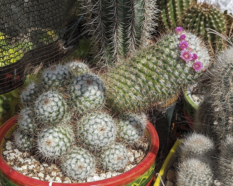 Mammillaria bombycinia.jpg