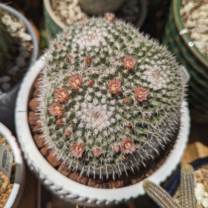 Mammillaria gemnispina.jpg