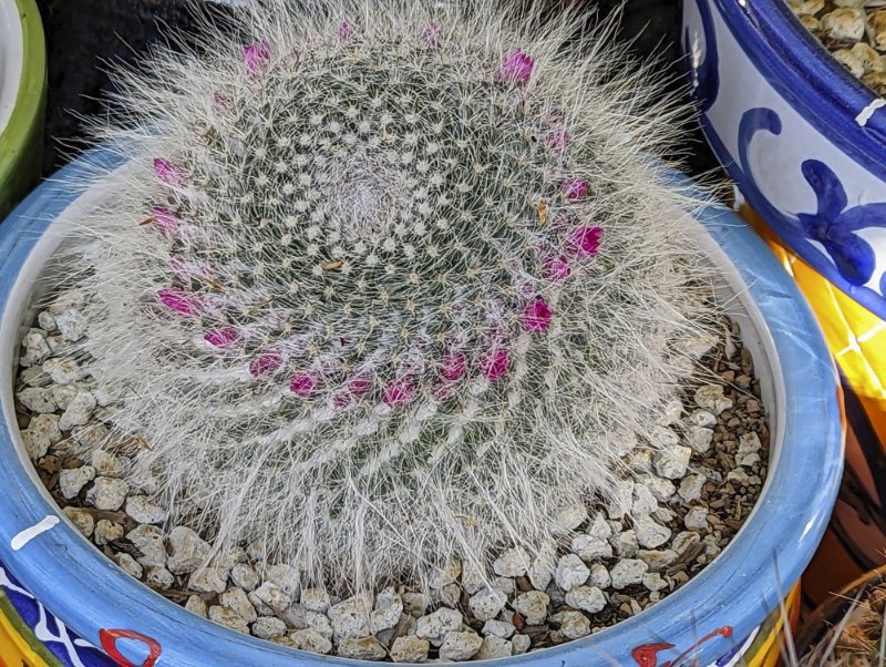 Mammillaria hahniana.jpg