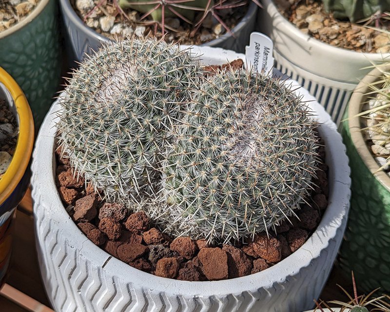 Mammillaria parkinsonii.jpg