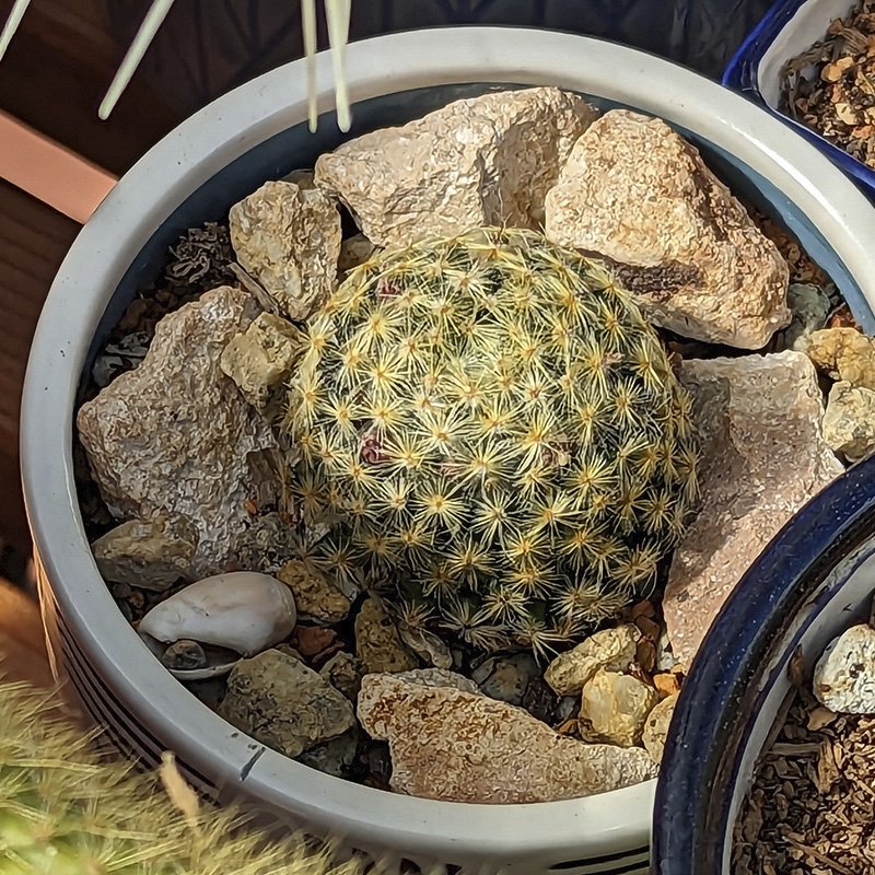 Mammillaria schiedeana.jpg