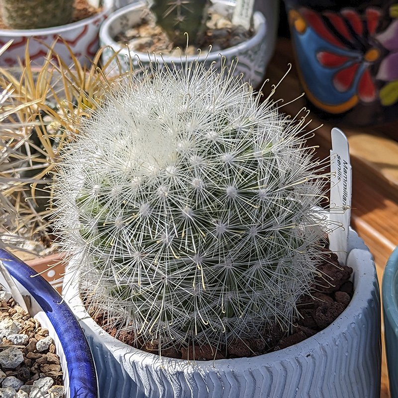 Mammillaria senilis.jpg