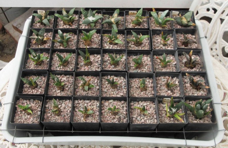 35 A. retusus seedlings