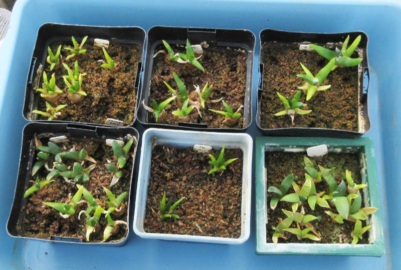 Ariocarpus seedlings