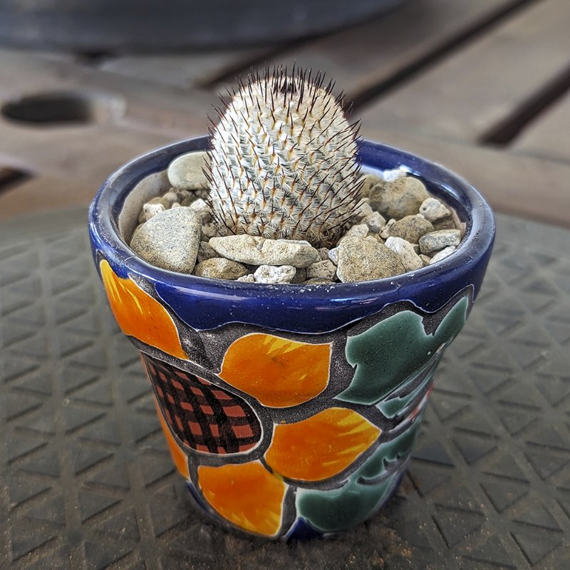 Mammillaria-perezdelarosae.jpg