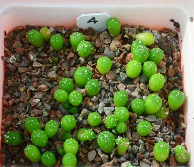 Asterias seedlings