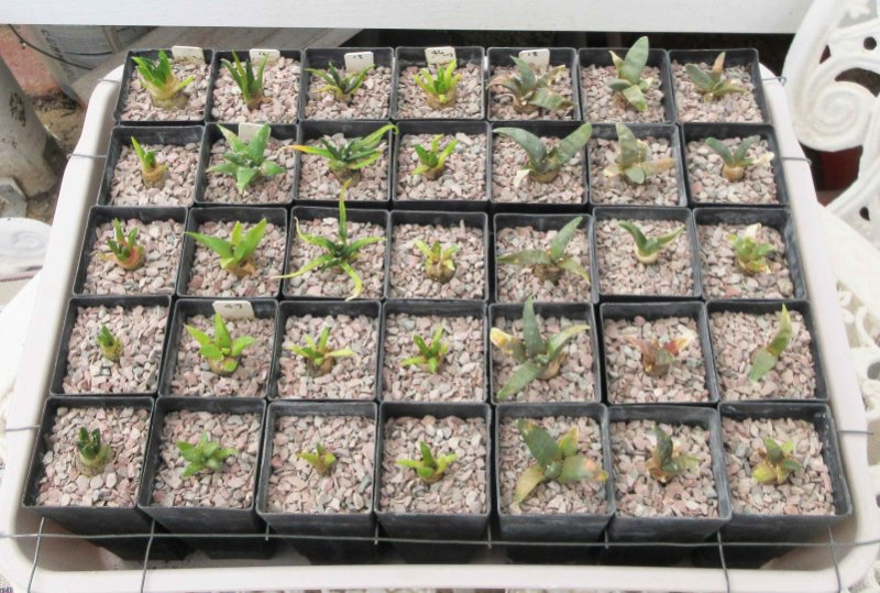 Ariocarpus seedlings in 5 cm square pots