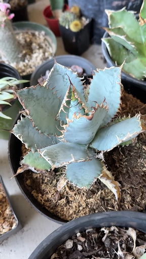 Agave titanota 'lion's mane'