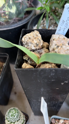 Welwitschia mirabilis