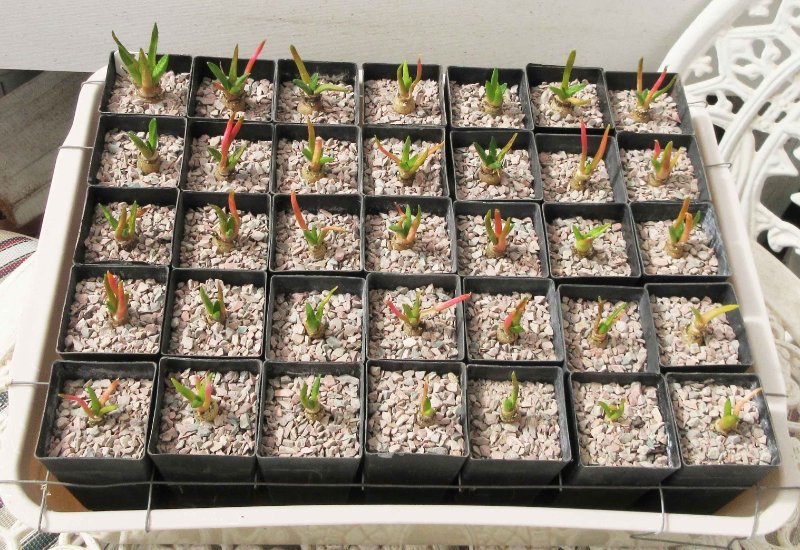 Repotted bravoanus seedlings