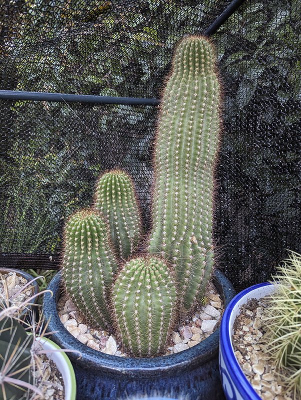 Trichocereus-grandiflorus-big.jpg