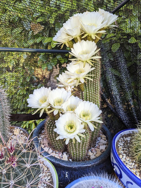 Trichocereus-grandiflorus-big-flowers.jpg