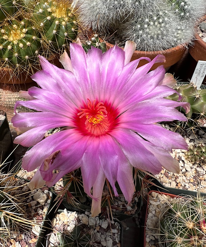 Thelocactus bicolor