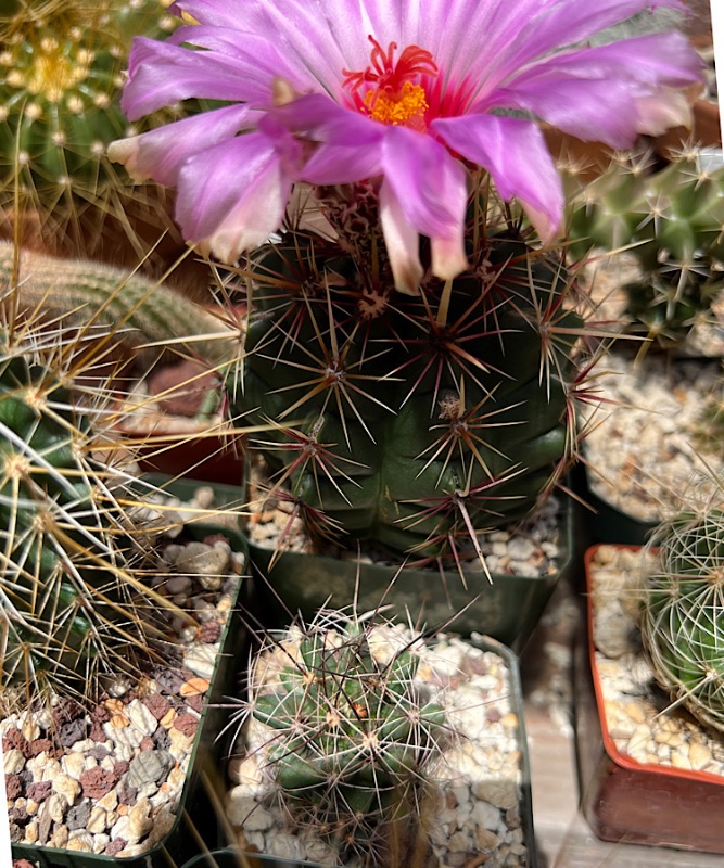 Thelocactus bicolor