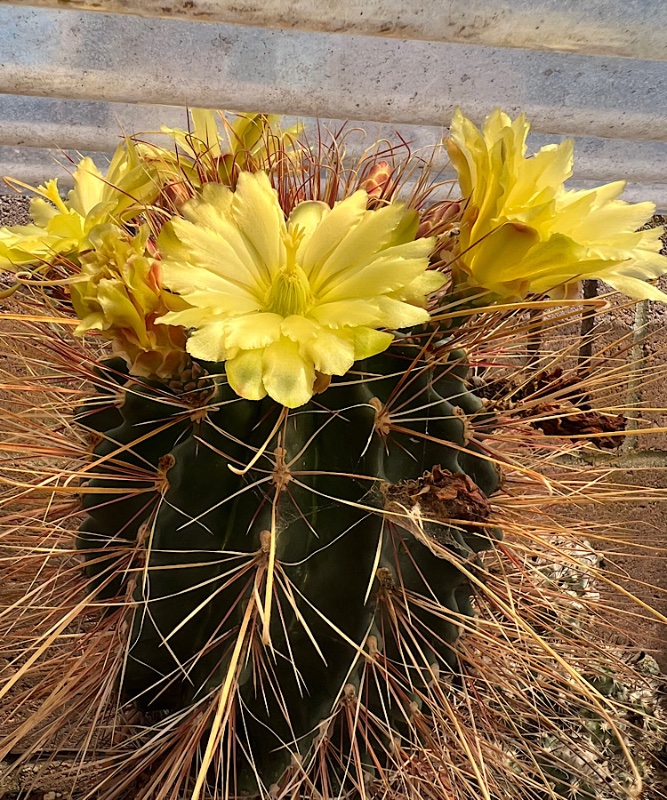 Ferocactus rectispinus