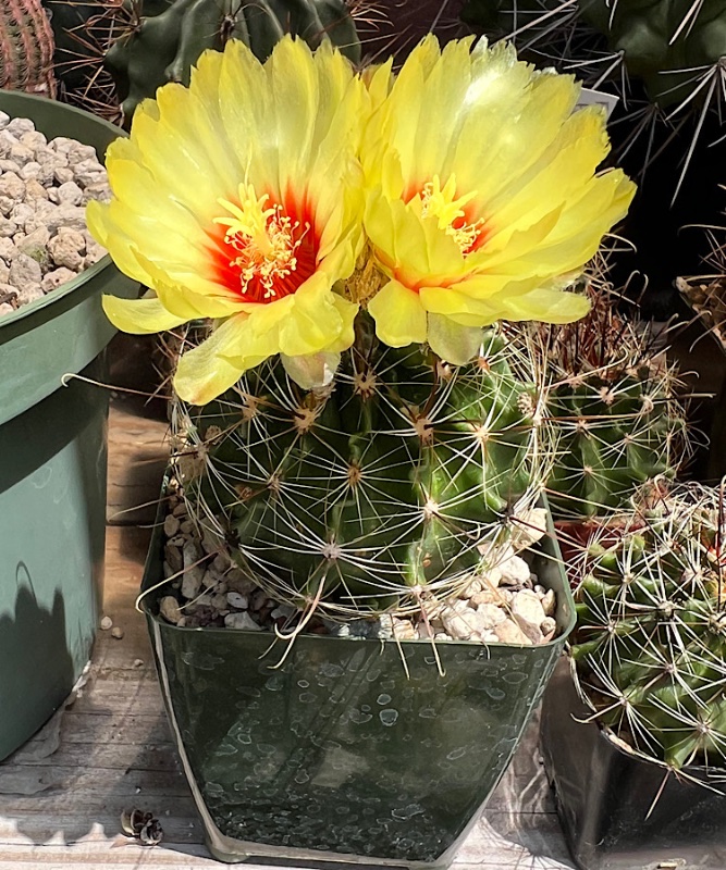 Hamatocactus