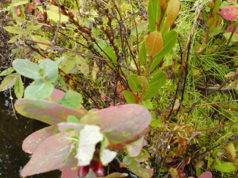 rsz 2020-9-17 D. rotundifolia Promised Land White Deer Lake 2.jpg