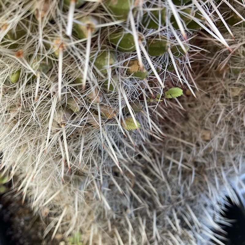 Two Crassula muscosa nesting in the wool.