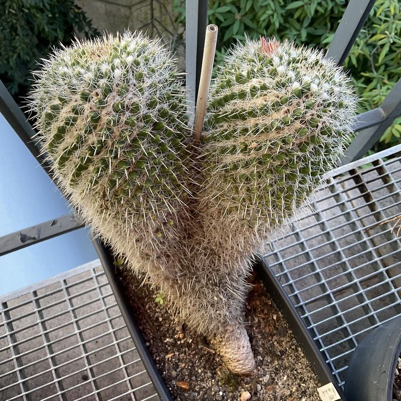 Full plant with tiny green specks.