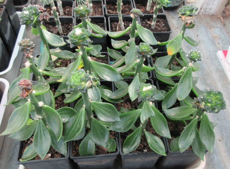 Ariocarpus fissuratus cv godzilla
