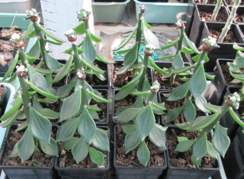 A. retusus v furfuraceus cv Suguri cauliflower