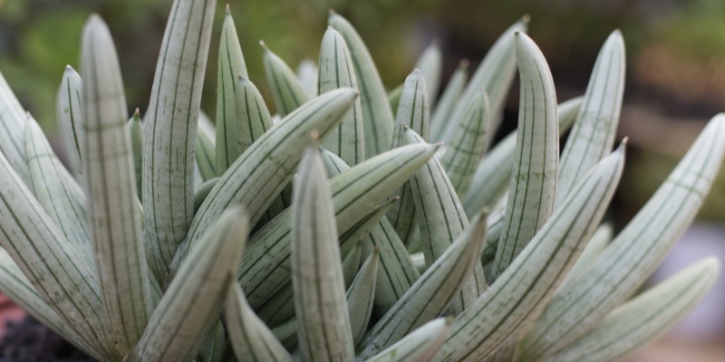 Sansevieria 'Boncel' (Platinum/Silver?), been on my wishlist for years