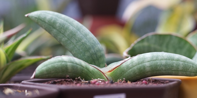 Sansevieria eilensis; ridiculously too slow-growing