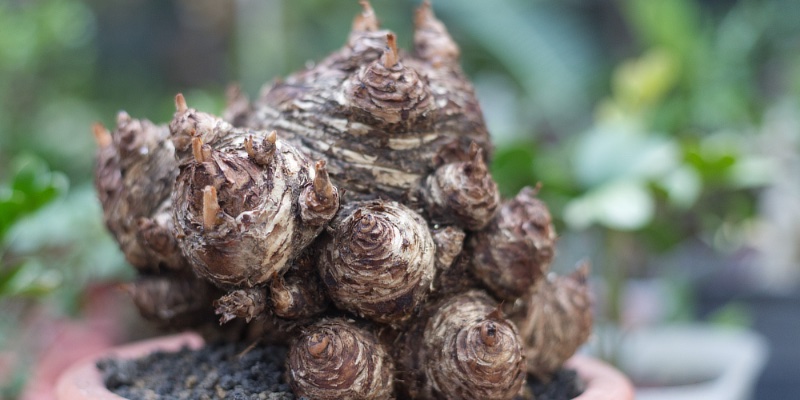 Cycas caudex