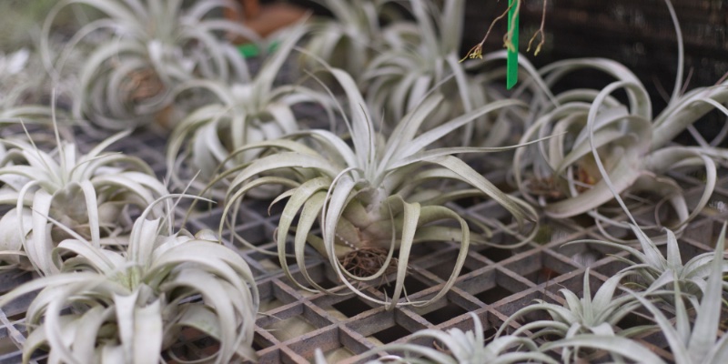 Another tillandsia