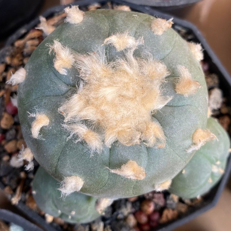 Lophophora williamsii. Its pup grew faster than seedlings surrounding it
