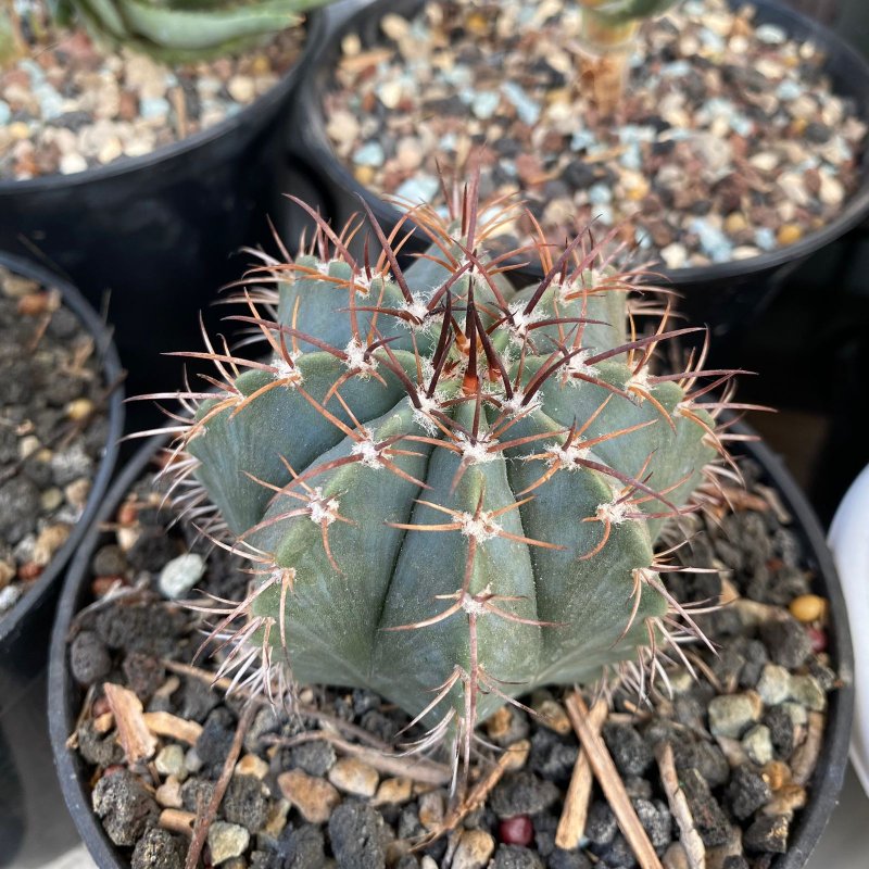 Melocactus azureus. It's going strong still!