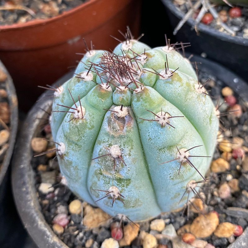 Cipocereus bradei. When will it grow?