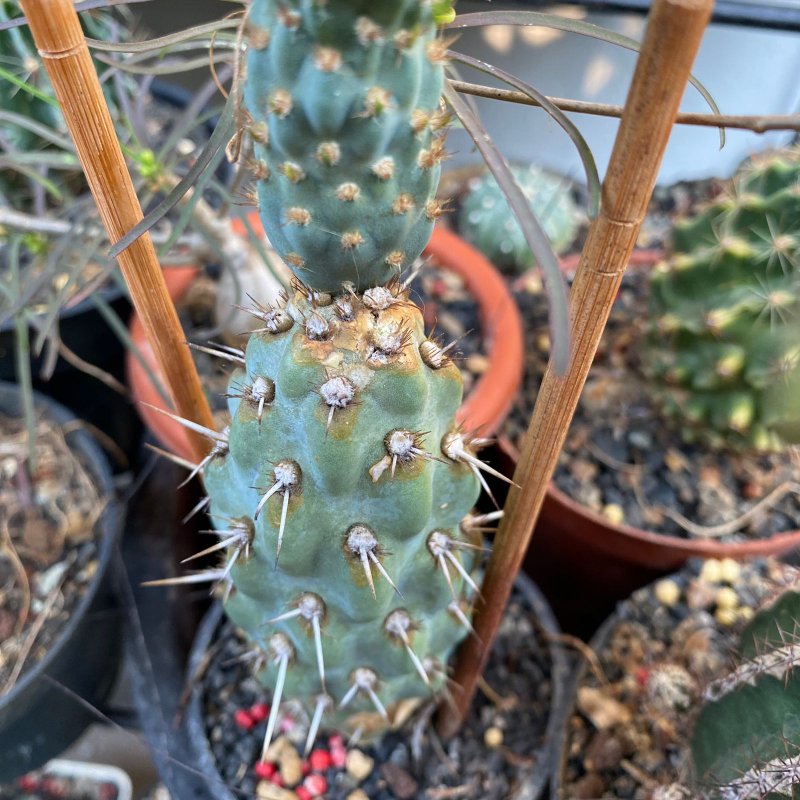 Opuntia miquellii (or Miqueliopuntia miquellii). Slow grower, but still going strong!