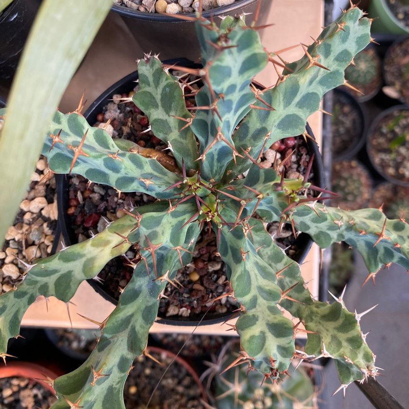 BONUS: Euphorbia persistens. A little bit sunburned, but look how flourishing its new growth is! (I know it's not a cactus; it's just as blue!)