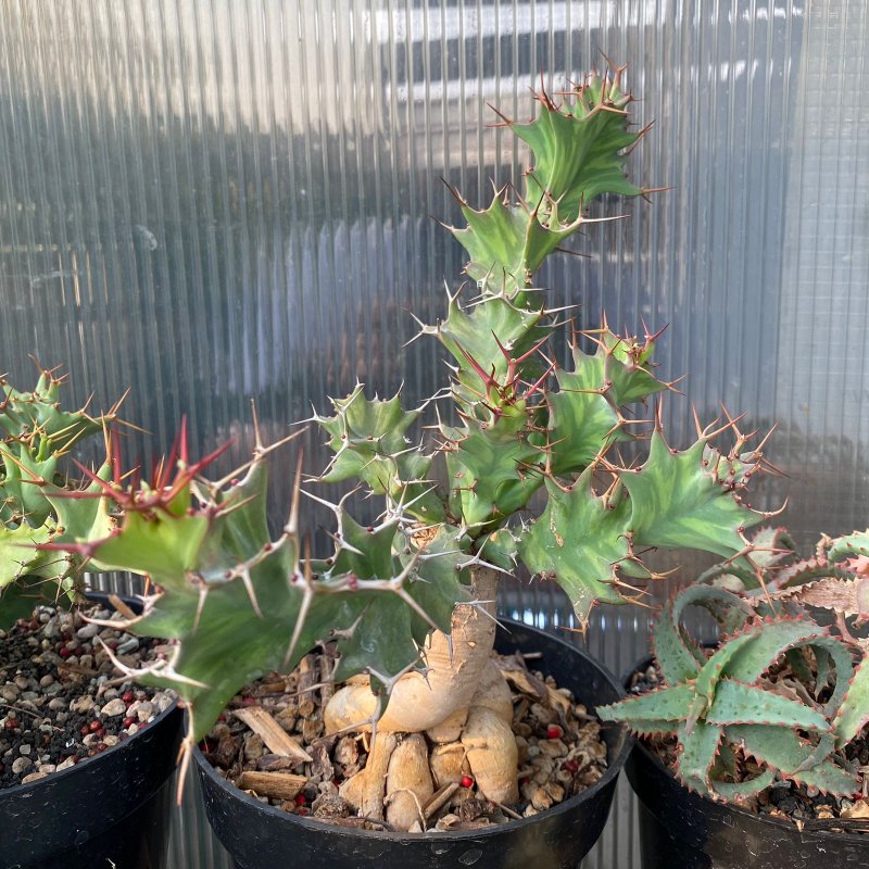 BONUS: Euphorbia buruana. Striped and fierce like a tiger!