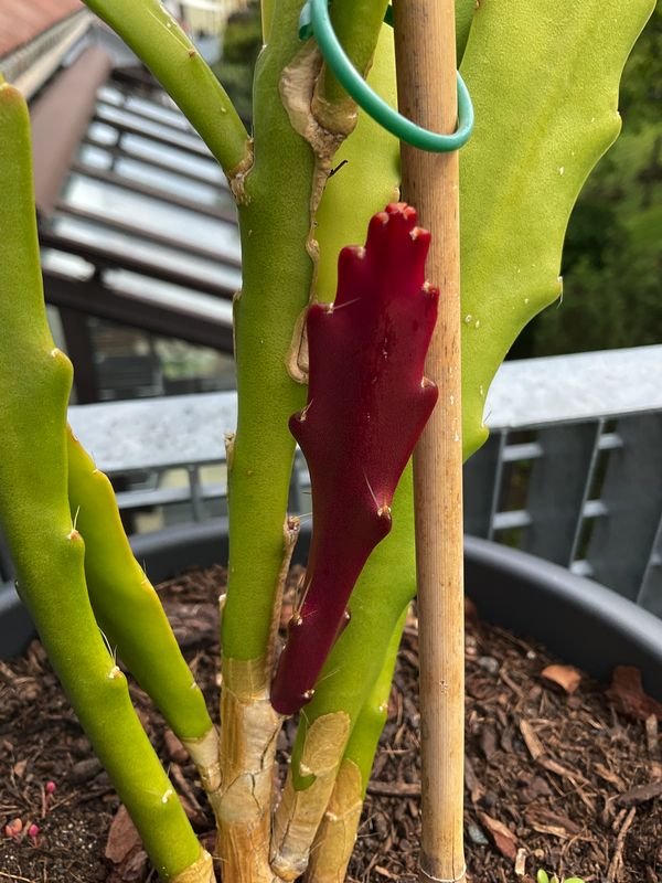 Plant 3 with extra dark red &quot;leaf&quot;.