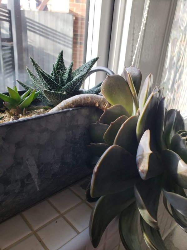 Succulent photo.jpg