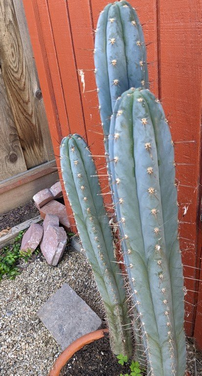 Cactus 4