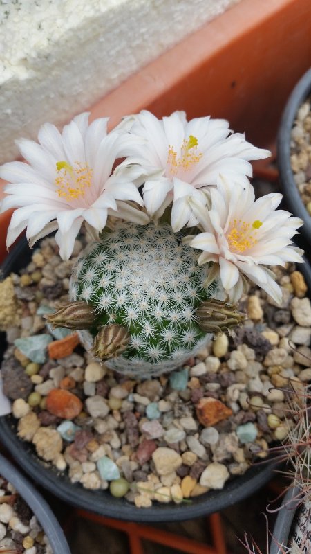 M. albiflora