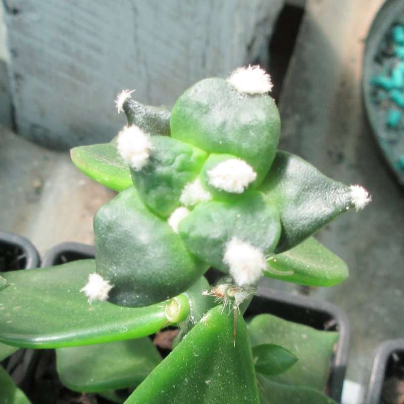 A. retusus v furfuraceus cv Suguri cauliflower
