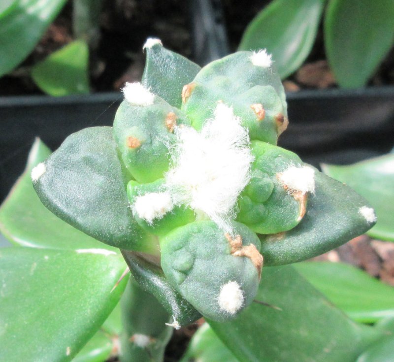 A. retusus v furfuraceus cv Suguri cauliflower