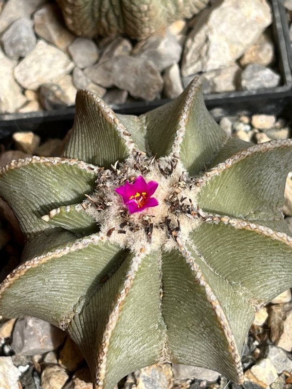 Aztekium hintonii