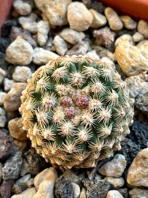 Pediocactus knowltonii